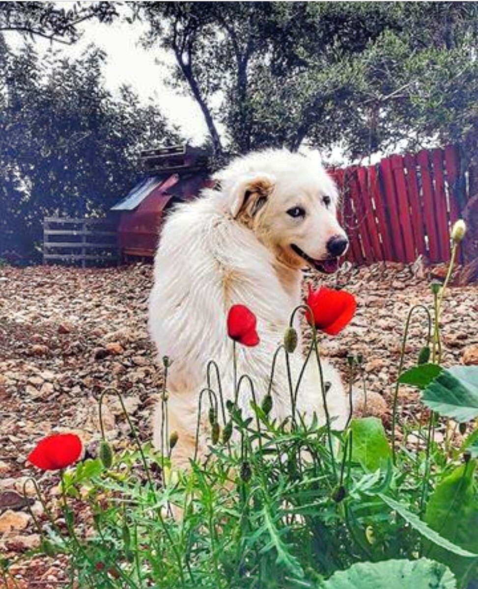 «Люди должны понять, что домашние животные - это не вещи» –