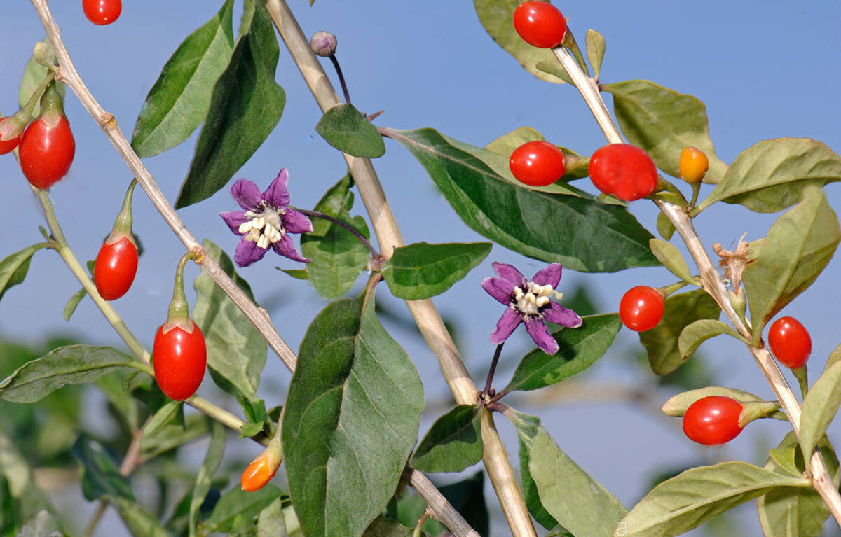 Фото с сайта greenmarket.com.ua