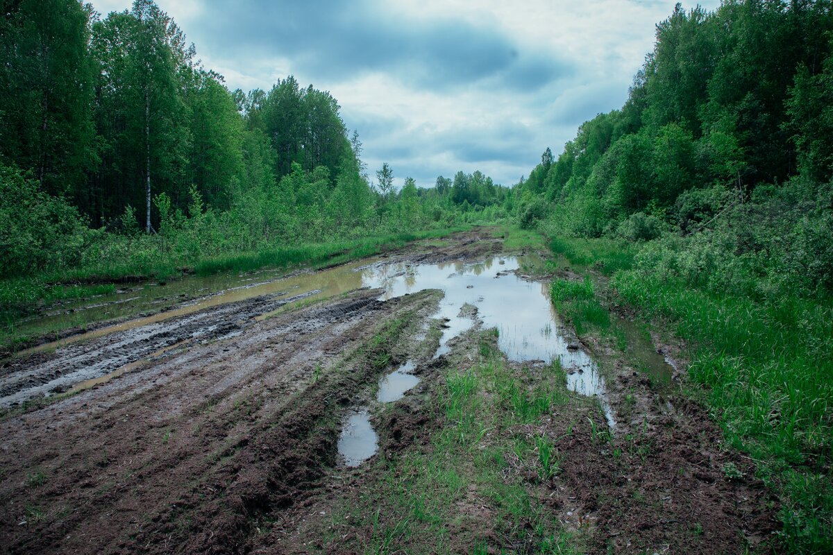 Тайга 1 время. Мачете для выживания. Количество осадков в природной зоне тайге. Мачете увср тайга-1. Описание тайги.