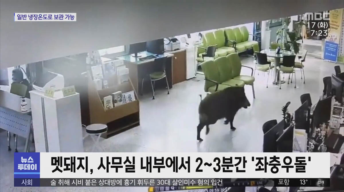 В Южной Корее кабаны приходят в офисы греться // MBCNEWS, Южная Корея