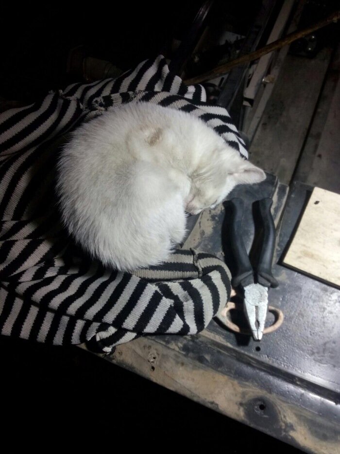 Кошка в мастерской. Источник фото: https://givepaw.ru/blog/43438940613/Rebyata-iz-avtoservisa-pomogli-kotenku,-a-cherez-2-dnya-malyishk?nr=1&utm_referrer=mirtesen.ru
