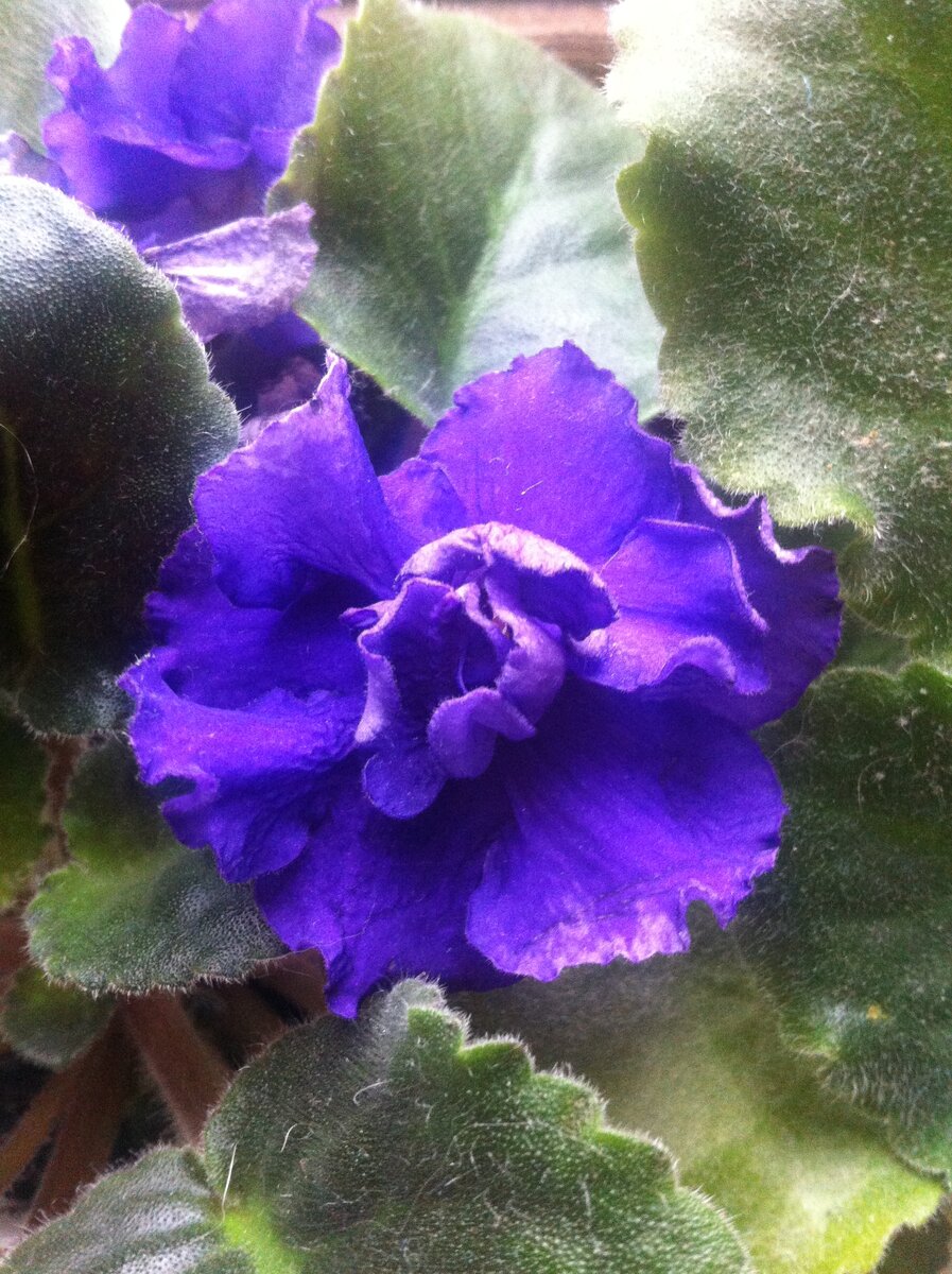 Фиалка от Оли