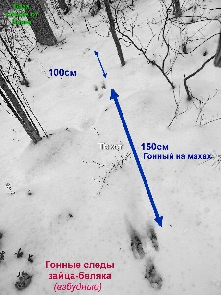 Прочитанные следы. Следы зайца как определить направление. Направление движения зайца по следам. Следы зайца на снегу направление. Направление следов зайца.