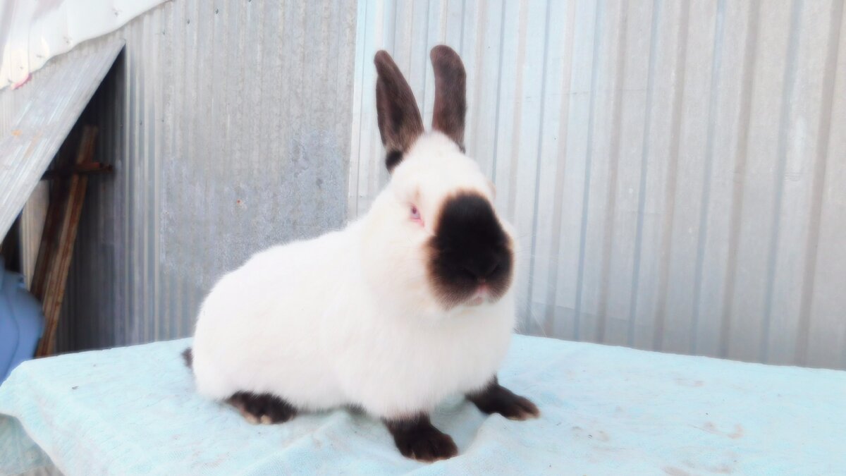  Выделю основные внешние признаки" Калифорнийского" кролика                                      -телом цилиндрической формы,достаточно компактное                                                           -лапы небольшой длины, довольно толстые                                                                                 -шерсть достаточно плотная, набивная, густая                                                                              