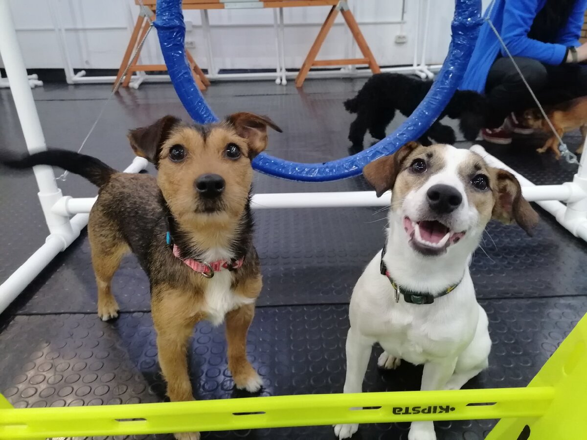 "Детки" в Догги-центре