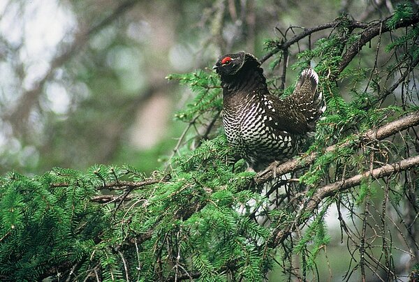 Дикуша (самец). Фото: Franz Hafner - Franz Hafner, Alexander V. Andreev et al.: https://commons.wikimedia.org/w/index.php?curid=4284117