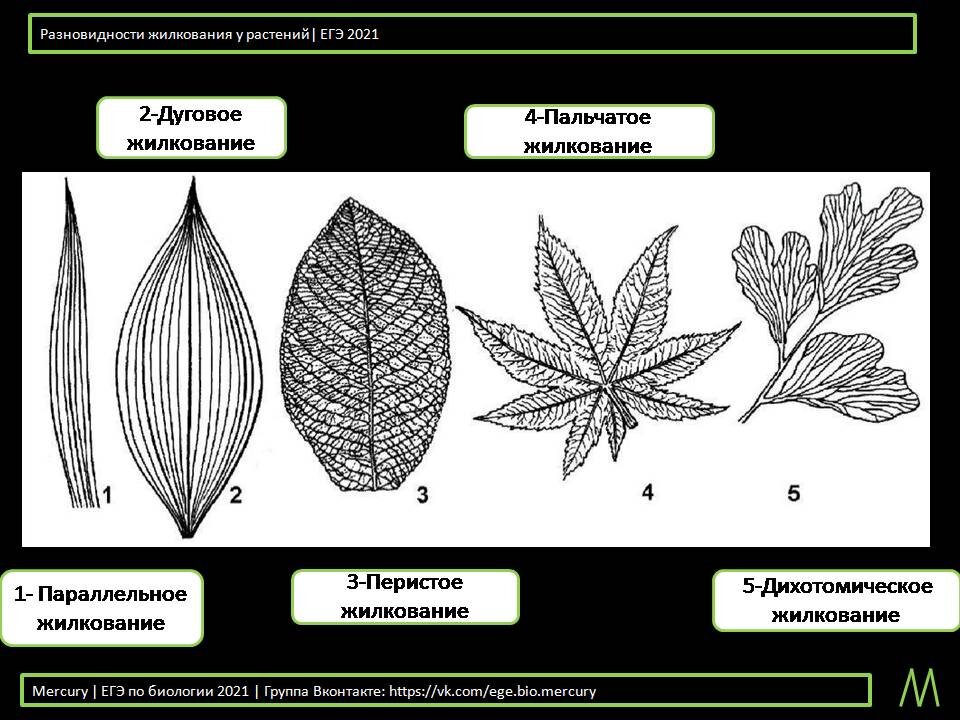 Жилкование листьев класса однодольных