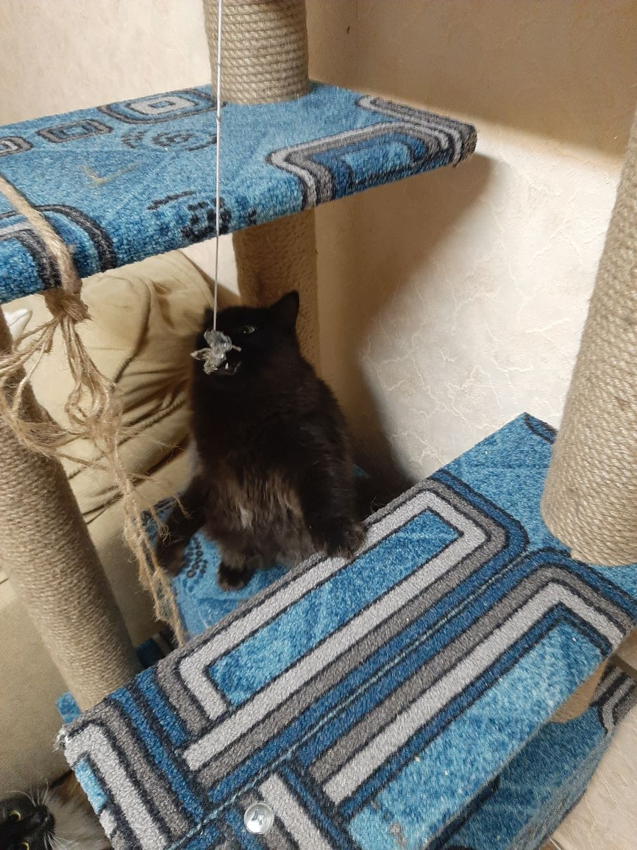 Разбавляем текст фотографиями наших котиков! Это (строит из себя хищника) Вечер и (за ним наблюдает) Ветер