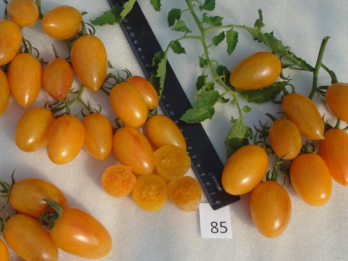 томат золотые горы медео характеристика и описание сорта