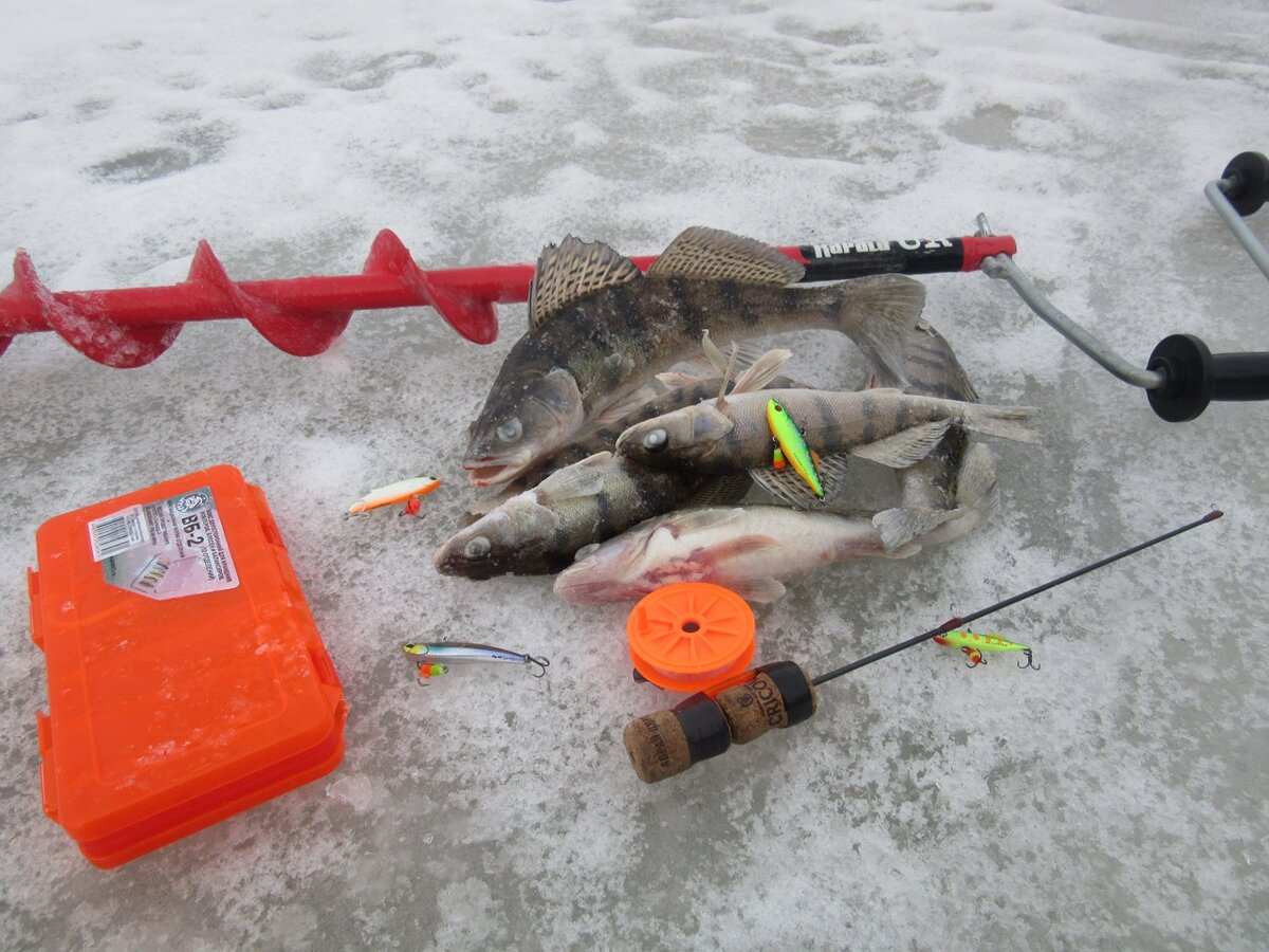 Берш, пойманный прямо под горой. И далеко идти не надо)