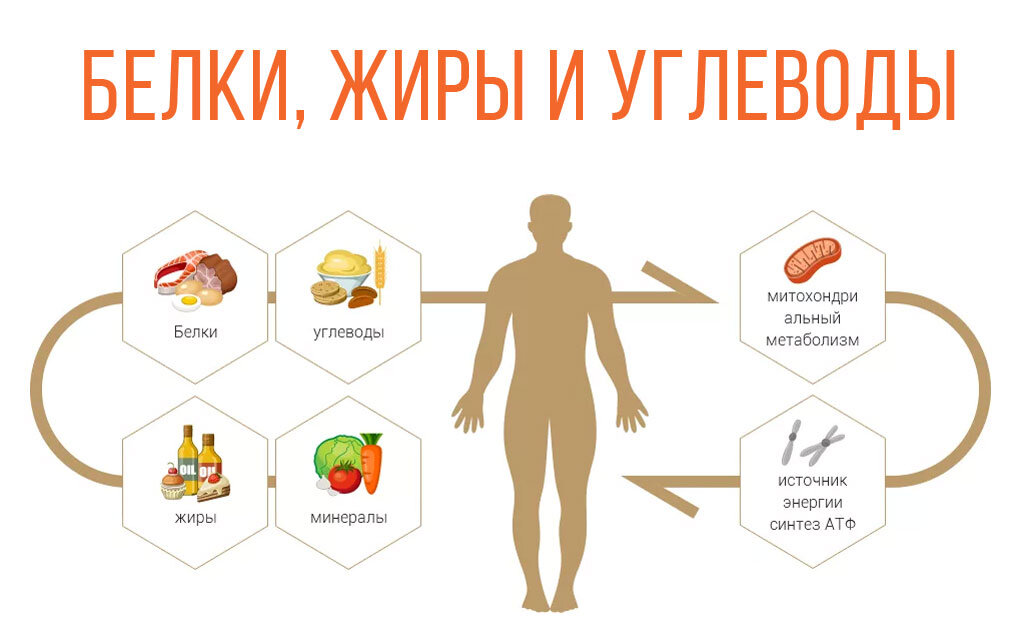 Главное, что нужно знать о белках, жирах и углеводах