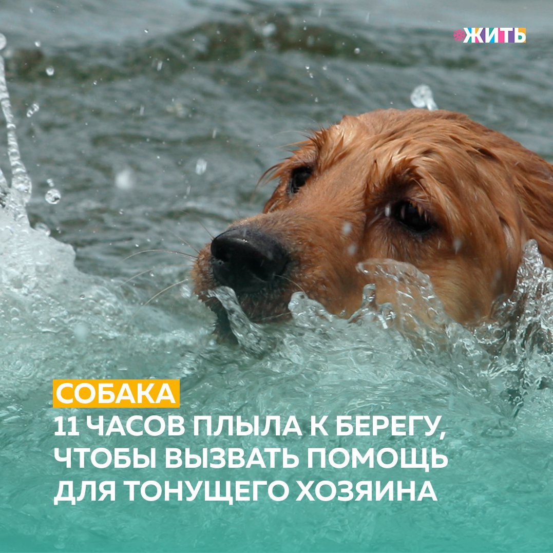 "Собака уже с трудом держалась на воде, но не переставала плыть. Ведь где-то там, посреди залива в полном одиночестве дрейфовал ее хозяин" - так начинается наша история о храбрости и стойкости этого животного💪 
Рано утром собаку обнаружил в заливе случайный рыбак. Она плыла рядом с коробкой для рыболовной снасти, гидрокостюмом и другими вещами. Мужчина выловил измученное животное из воды и сообщил о находке береговой охране😌

Уже через час к месту прибыл вертолет, четыре спасательных катера, гидроцикл, а также береговая охрана и команда спасателей из волонтерской организации. Было ясно: где-то затонула лодка с неизвестным количеством людей🙊

Собаку было решено доставить на сушу, но она все время скулила и снова рвалась в воду, будто пытаясь указать путь спасателям. Через несколько часов был обнаружен хозяин овчарки. 63-летний мужчина цеплялся за край лодки, уже почти полностью ушедшей под воду😔

К счастью, все остались живы и здоровы. Спасибо маленькому мохнатому герою🙏

А Вам известны подобные истории о храбрости животных? Поделитесь с нами в комментариях🙌

#жить #проектжить #животные
