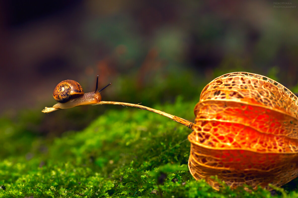 Две улитки. Улитка в природе. Улитки обнимаются. Две улитки. Улитки обнимаются.