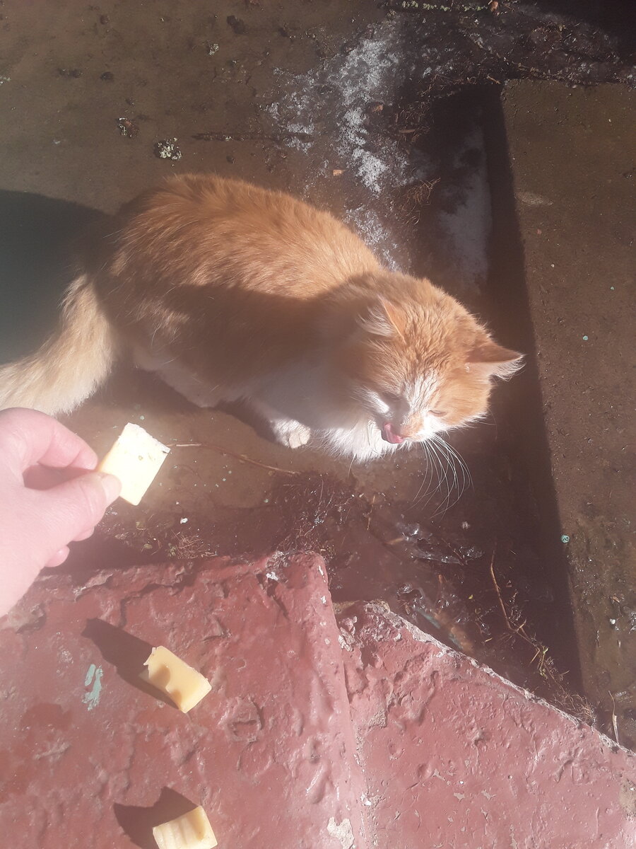 Нищим денег не даю, вместо этого кормлю котиков. 