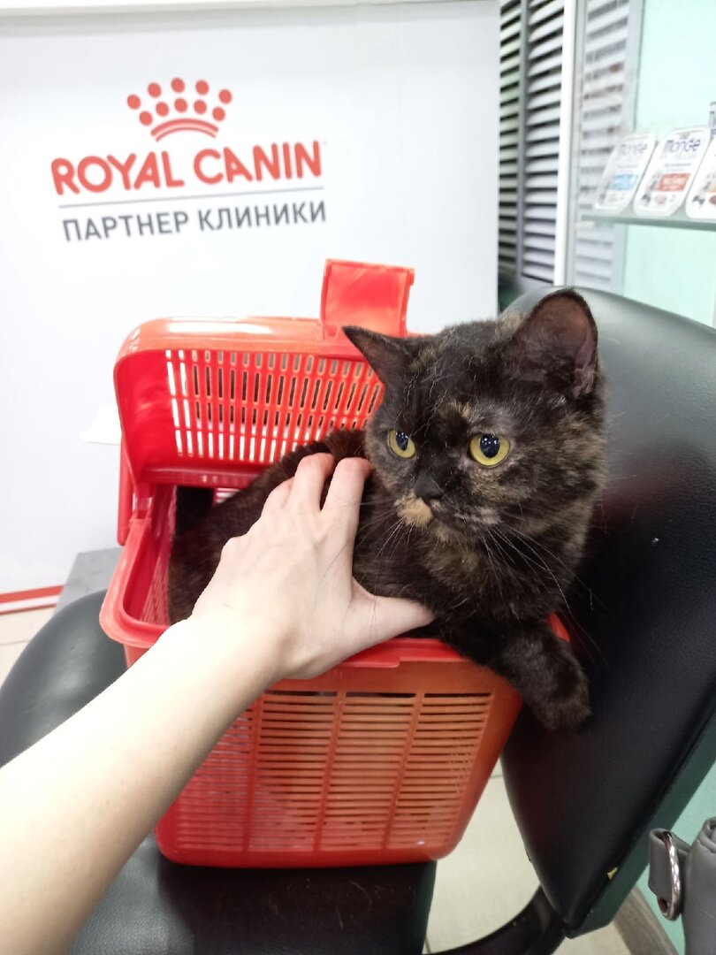 Назло всем хейтерам Капа выжила и возможно среди подписчиков канала у нее есть даже потенциальный хозяин. Пока она живет на платной передержке. НО, главное, живет! 