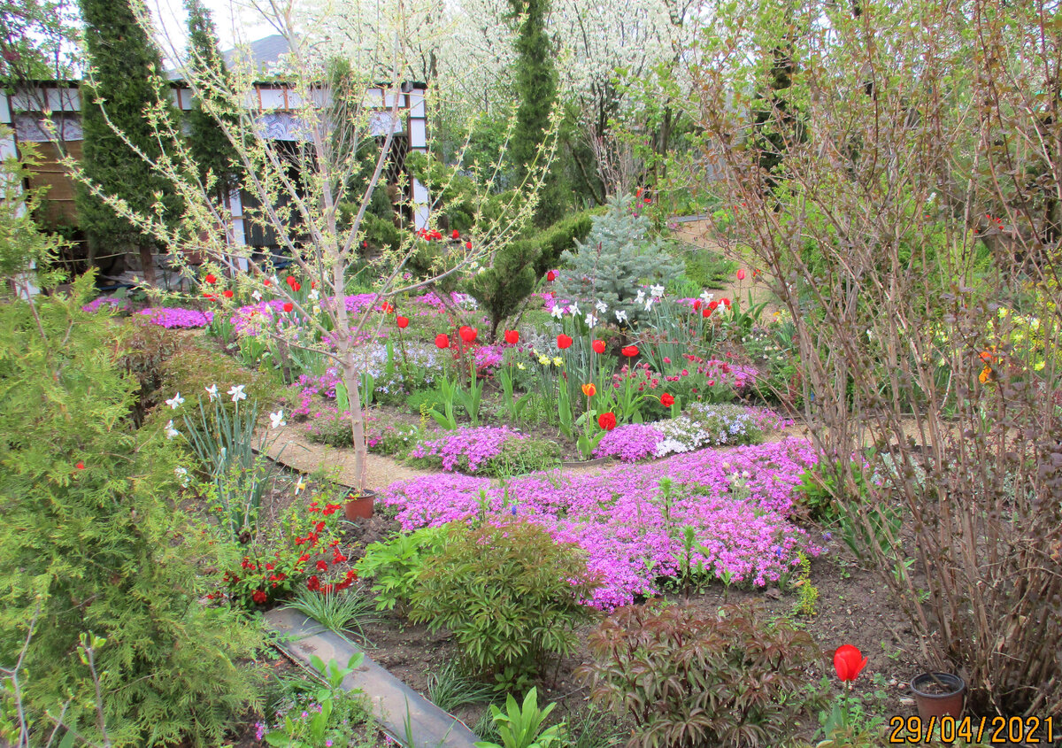 Будут ли расти фруктовые деревья рядом с хвойными ? Как я ...