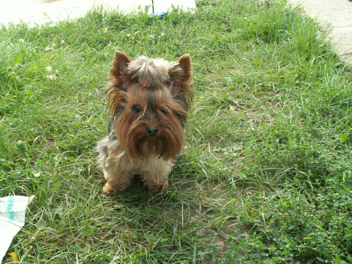 Зетта на даче