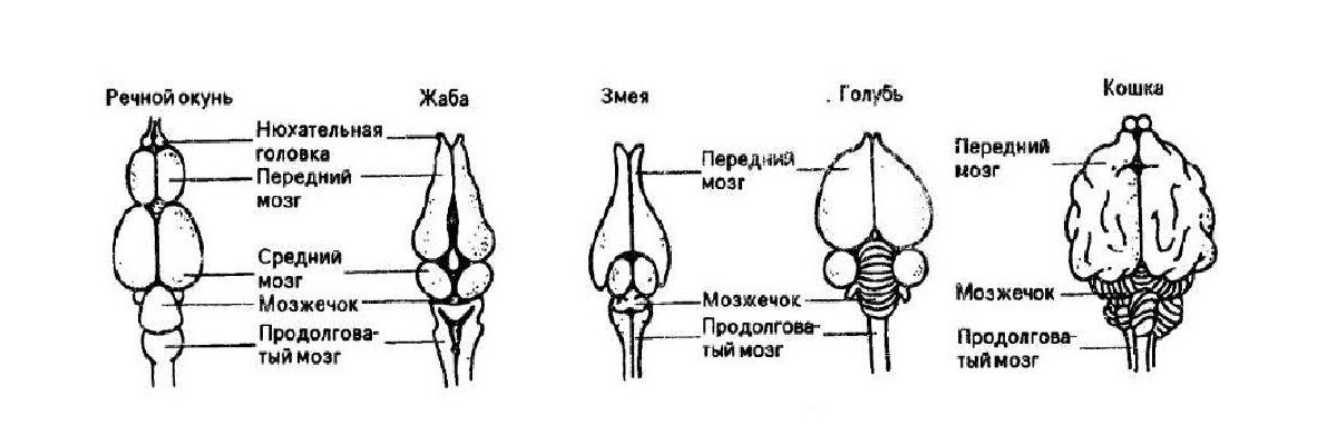 Передний мозг млекопитающих покрыт. Мозг рыбы и земноводного. Головной мозг рыбы состоит из 5 отделов. Средний мозг у рыб. Передний мозг у рыб.