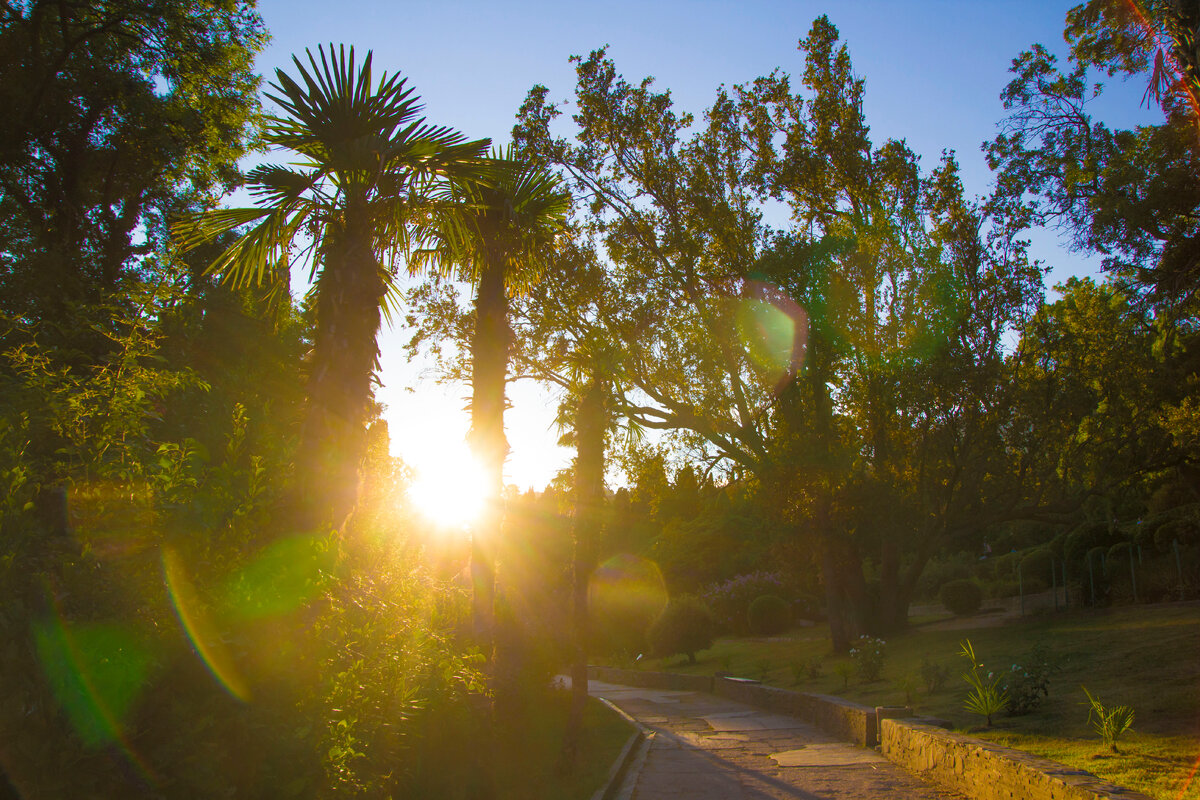 пальмы в лучах солнца