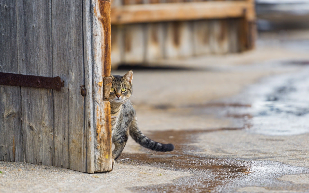 😸Народные приметы, связанные с кошками | Нос, хвост, лапы | Дзен