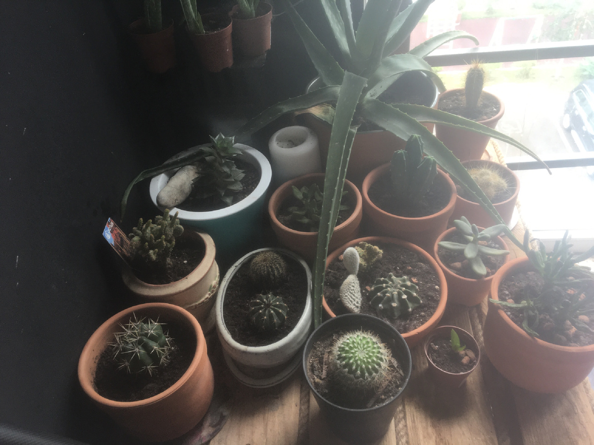 Мои малыши-суккуленты