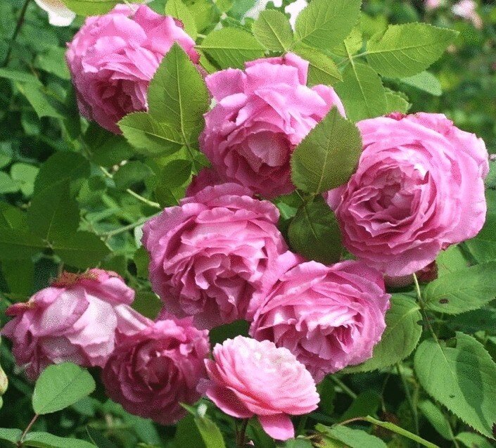 Ремонтантные розы Отличительной чертой роз этой подгруппы является повторное цветение.