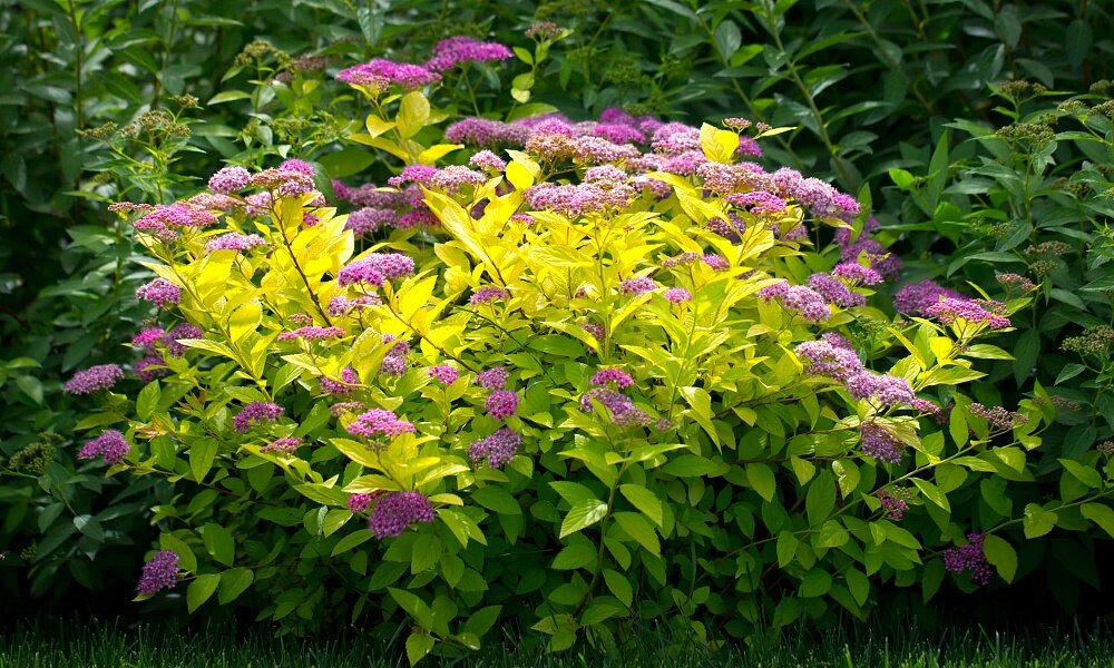 Изображение для иллюстрации, взято из открытых источников