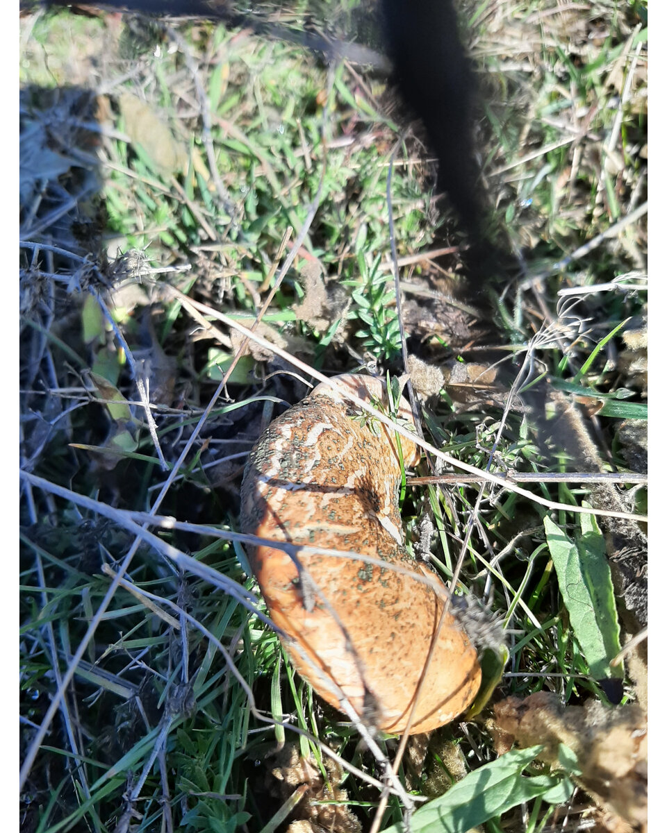 Степная однобочка