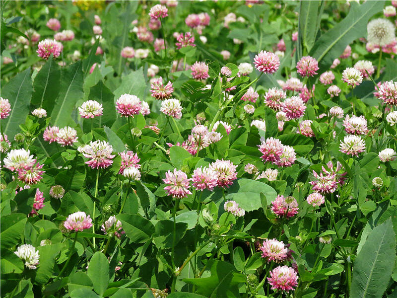 Красный Клевер Trifolium pratense