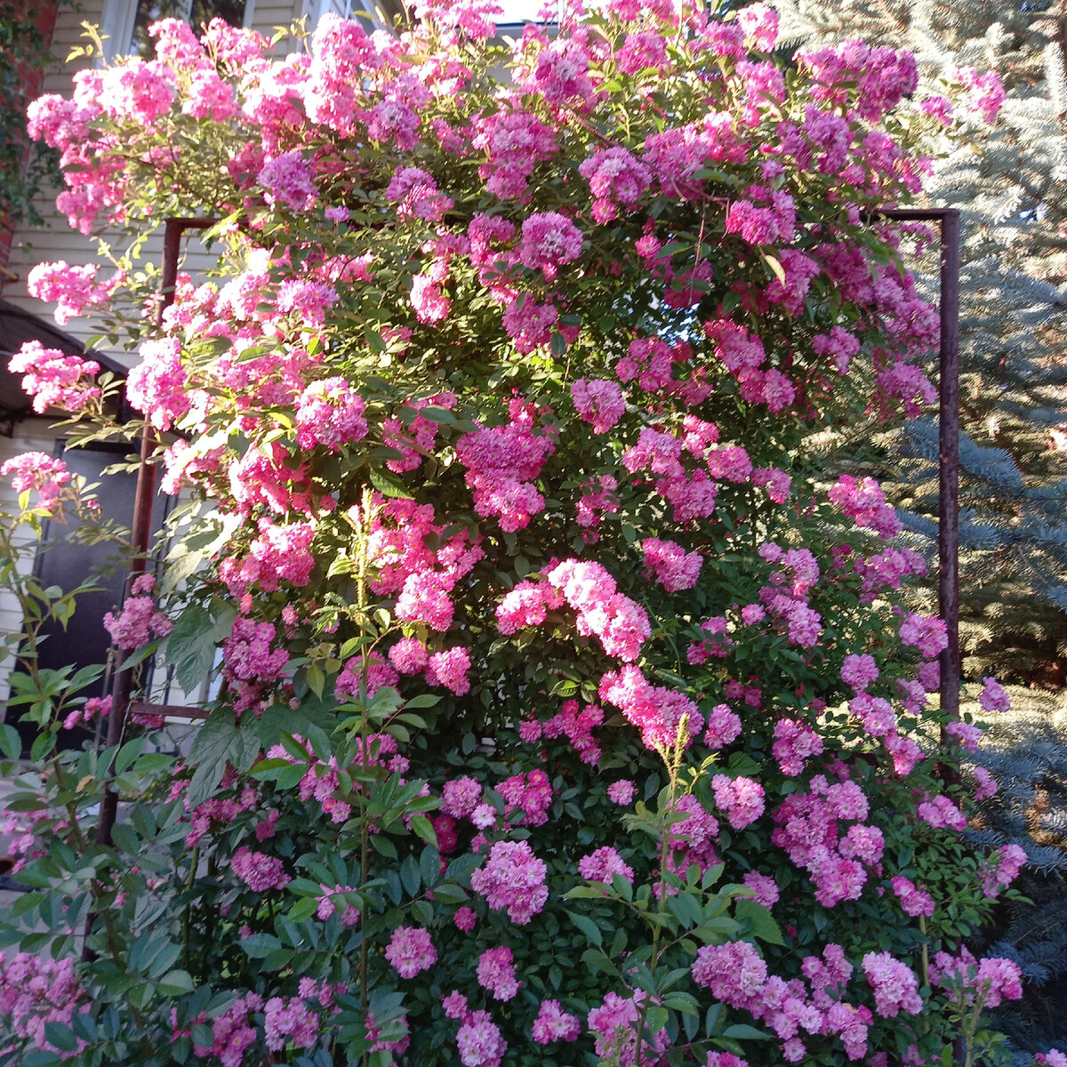 Хорошо заправленные большие ямы долго дают питание