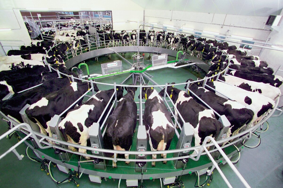 Современный молочно-товарный комплекс