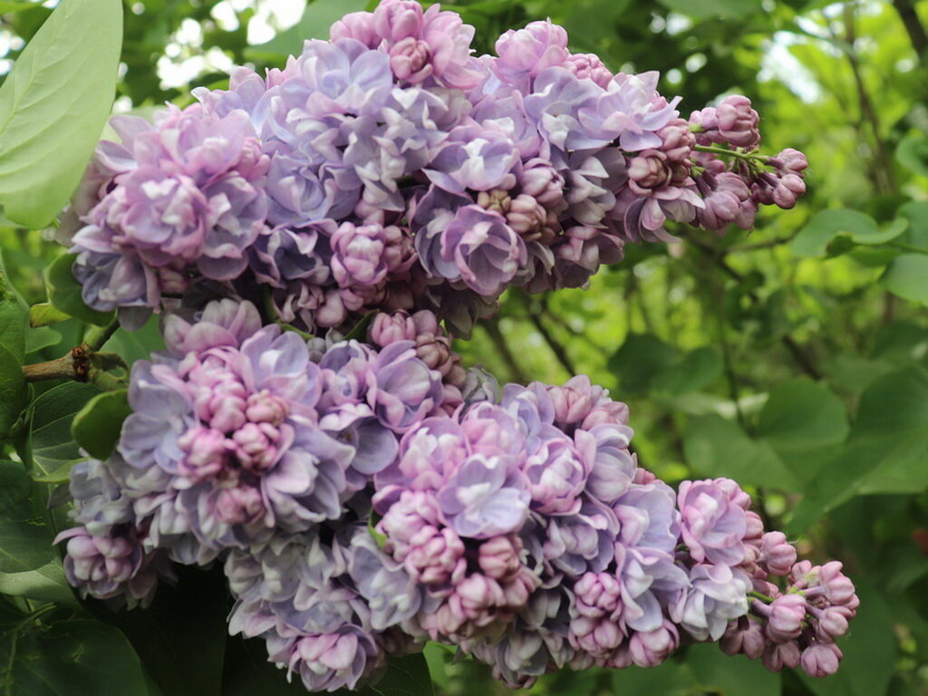 Сирень обыкновенная "Михайло Ломоносов"