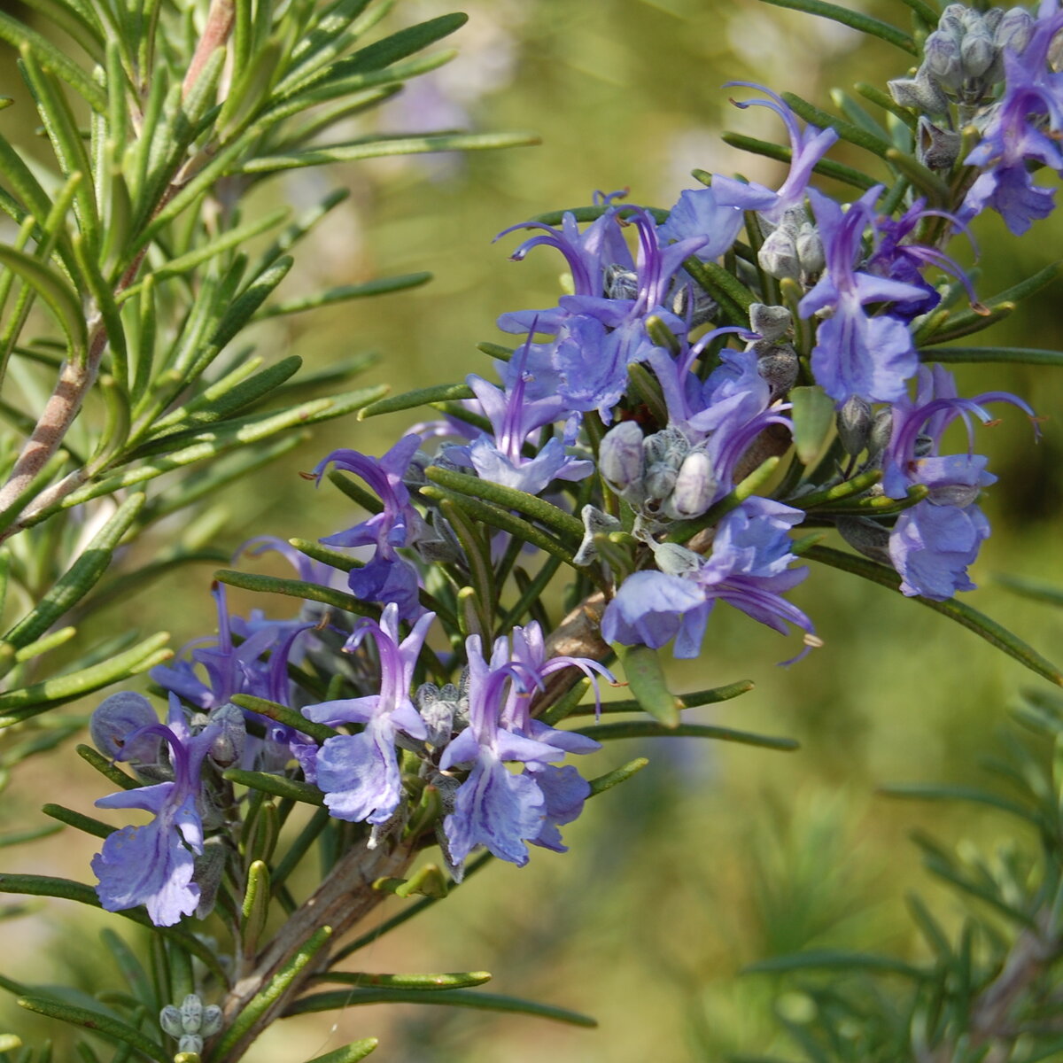 Розмарин трава. Розмарин растение. Розмарин officinalis. Rosmarinus officinalis.