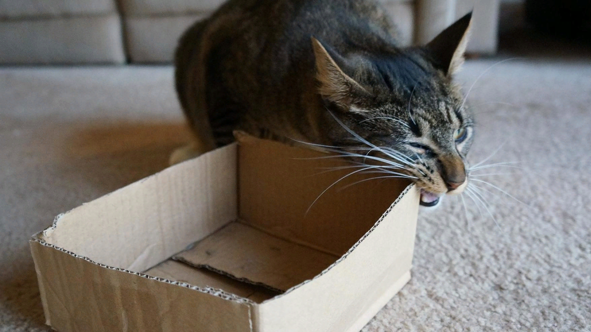 кошка грызет коробку причины