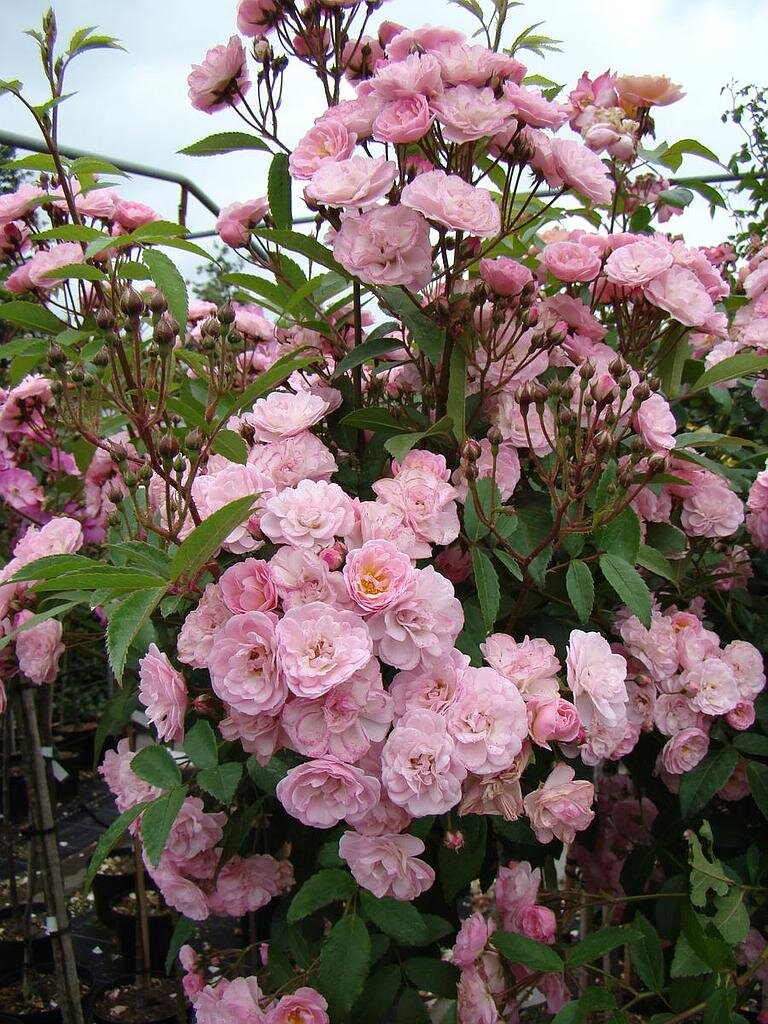 фото с официального сайта lens-roses.com