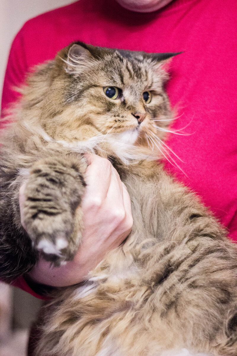 Кот Ластюха, 16 лет. Фото из личного архива.