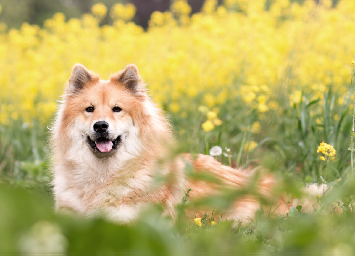 Идеальный компаньон (Фото: https://www.flickr.com/photos/139233044@N06/47765995971/)