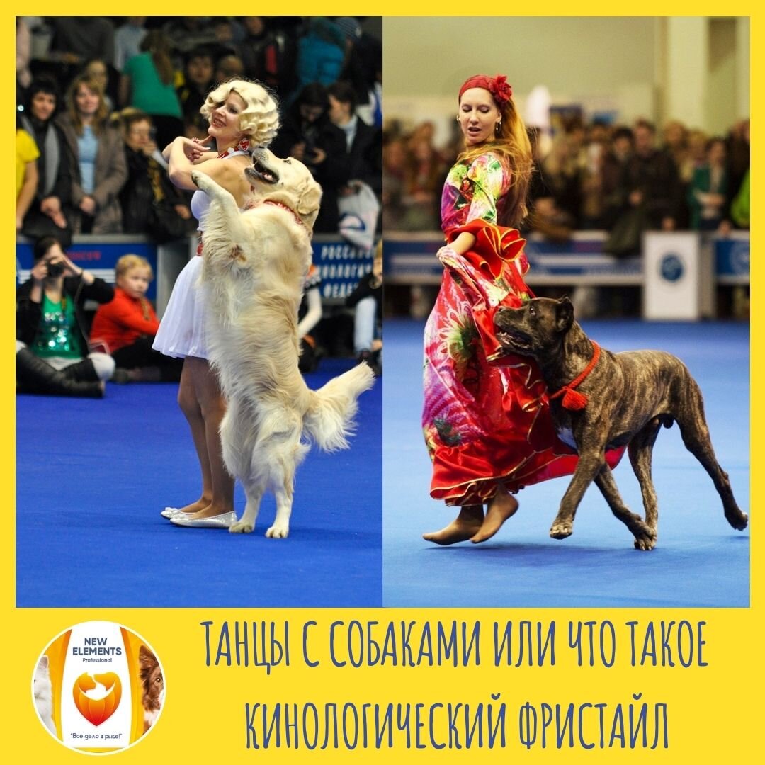 Танцы с собаками