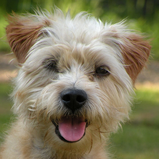 Голландский смаусхонд (фото из интернета)