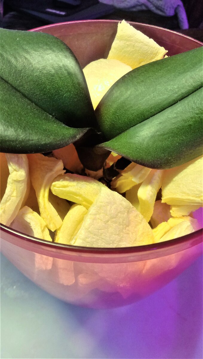 Нарбонна на наращивании корней в пенополистироле