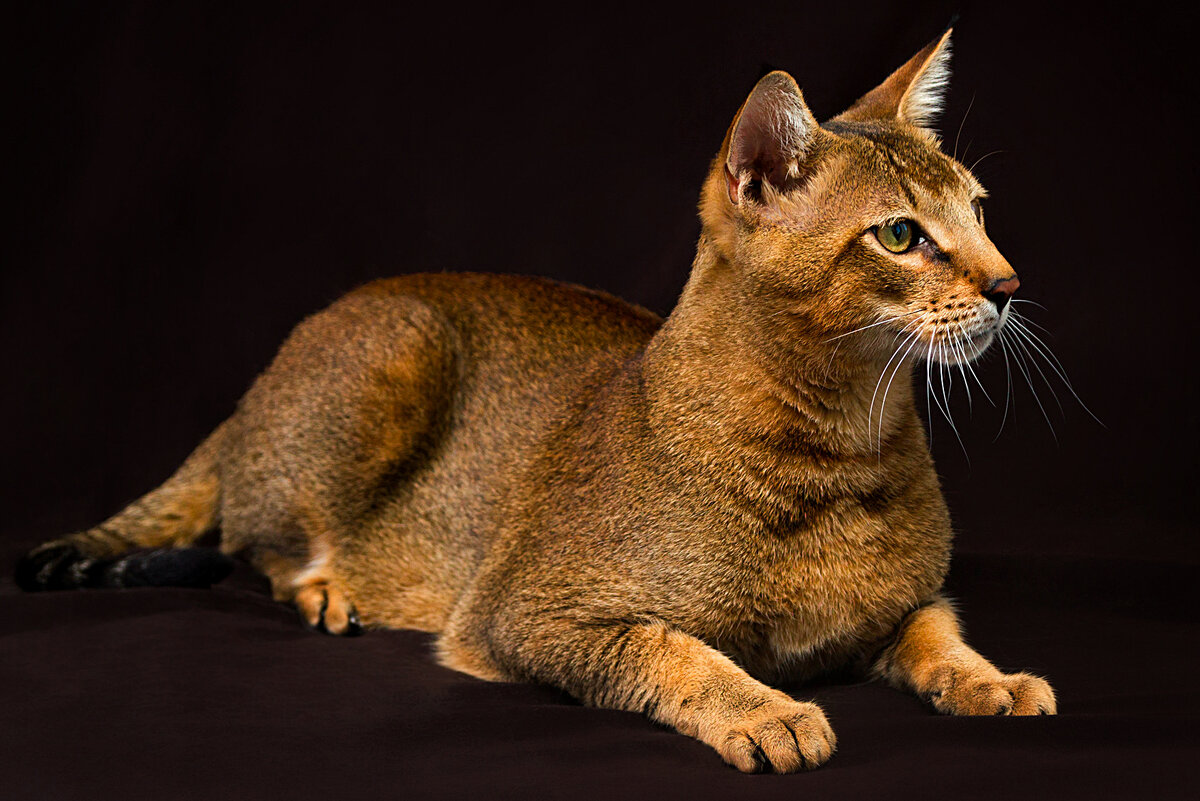 Chaucie cat Chausie cat, Cats, Cat breeds