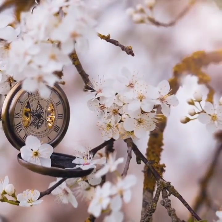 Во фруктах, яблоках, грушах, сливах содержатся ферменты, которые помогают пчёлам переработать нектар в плодовые соки. Активность пчёлойдов возрастает после распускания почек. Это касается периода с конца февраля по начало мая. Продолжительность цветения вишен, слив, яблонь зависит от многих факторов - возраста, сорта, погодных условий, агротехники. Важно, чтобы деревья были здоровыми, и если это вишня или слива - обязательно сажайте эти деревья около своего дома. Пчелы служат человеку издревле. Раньше с мёдом пчеловоды отправлялись на ярмарки за границу. Люди тоже любили готовить медовуху.