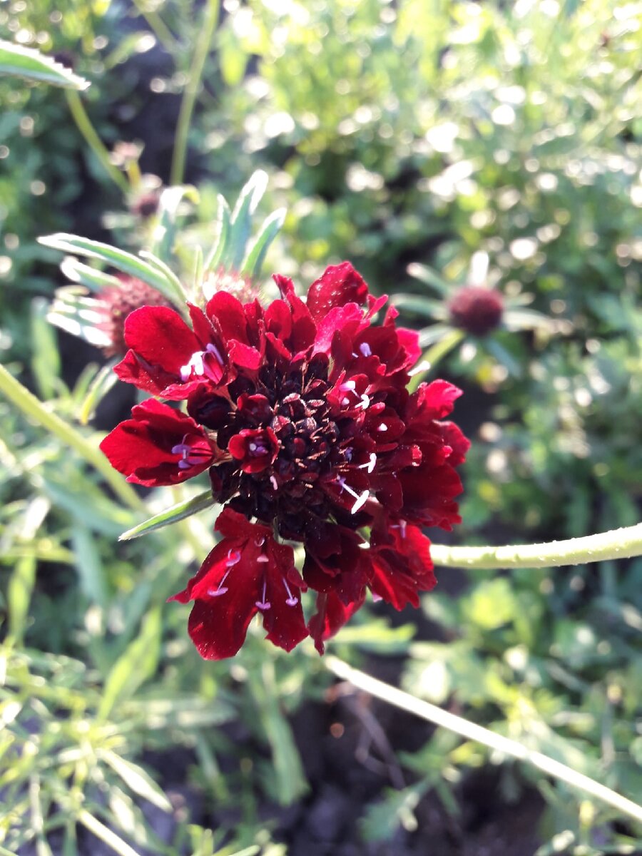 Скабиоза атропурпурея