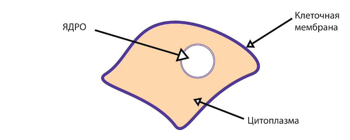 Рис. 1 Очень приблизительная схема животной клетки. Снаружи клетка окружена оболочкой - мембраной, все содержимое внутри клетки (кроме ядра) - цитоплазма. В ядре хранится генетическая информация! 