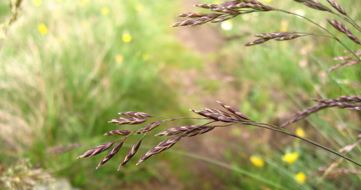 Овсяница красная