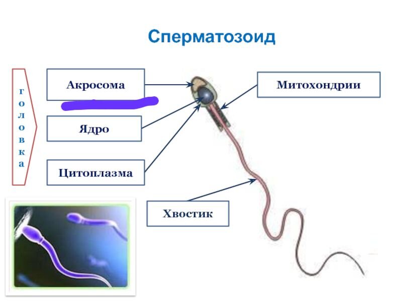 Тут можно увидеть акросому.