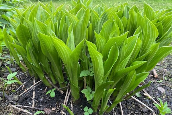 Мои хосты в том году в конце мая