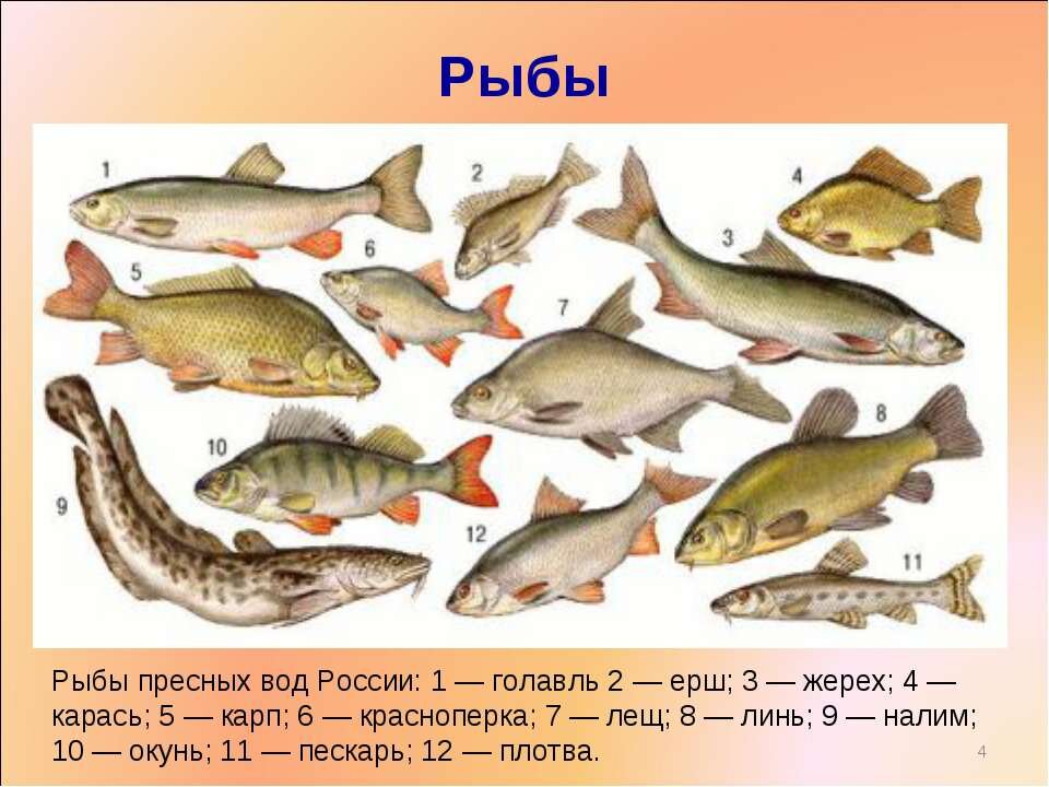 Какая рыба живет