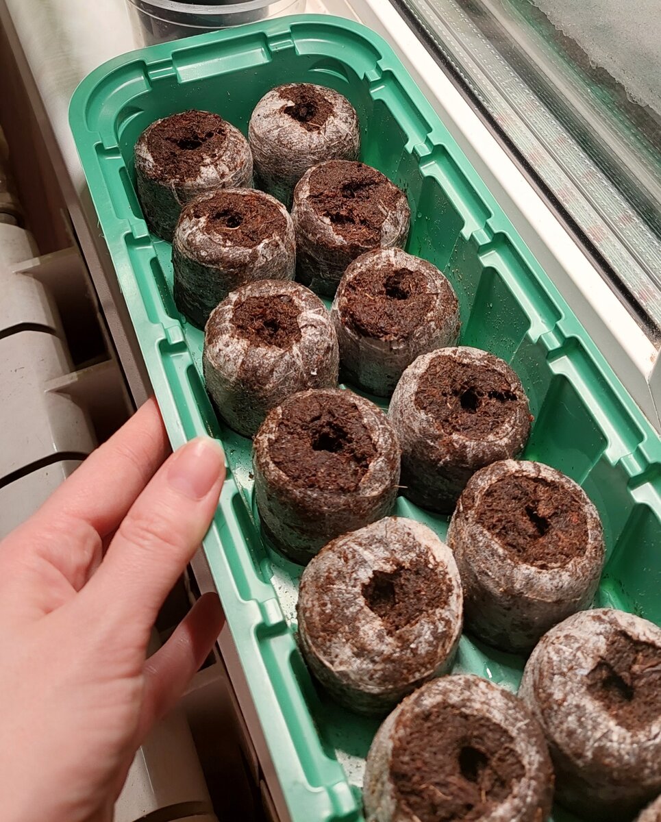 Торфяные таблетки пропитаны водой