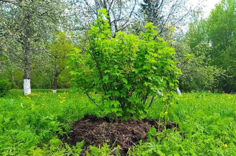 Взрослый куст красной смородины.